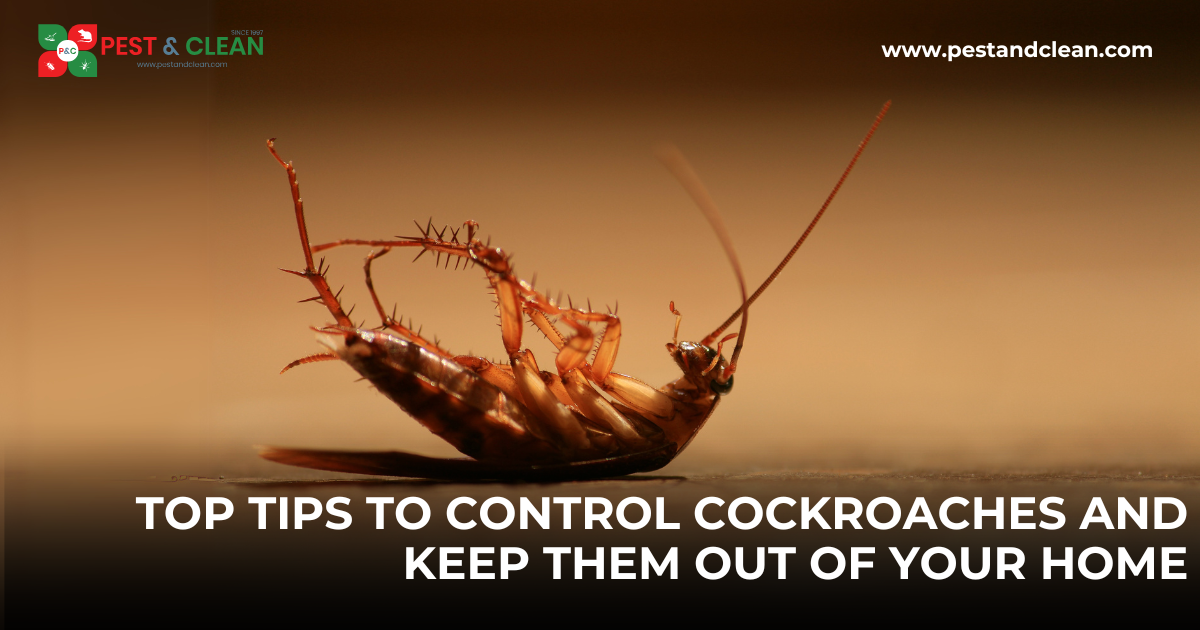 Top Tips to Control Cockroaches and Keep Them Out of Your Home